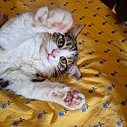 Glinda a rejoint le concours — aidez-le/la à gagner de superbes lots ! animal, blanket, cat, close_up, floral_pattern, fluffy, green_eyes, indoor, long_fur, lying_down, pet, pink_nose, pink_paw_pads, playful, relaxed, tabby, toe_beans, upside_down, whiskers, white_cat