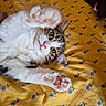 animal, blanket, cat, close_up, floral_pattern, fluffy, green_eyes, indoor, long_fur, lying_down, pet, pink_nose, pink_paw_pads, playful, relaxed, tabby, toe_beans, upside_down, whiskers, white_cat