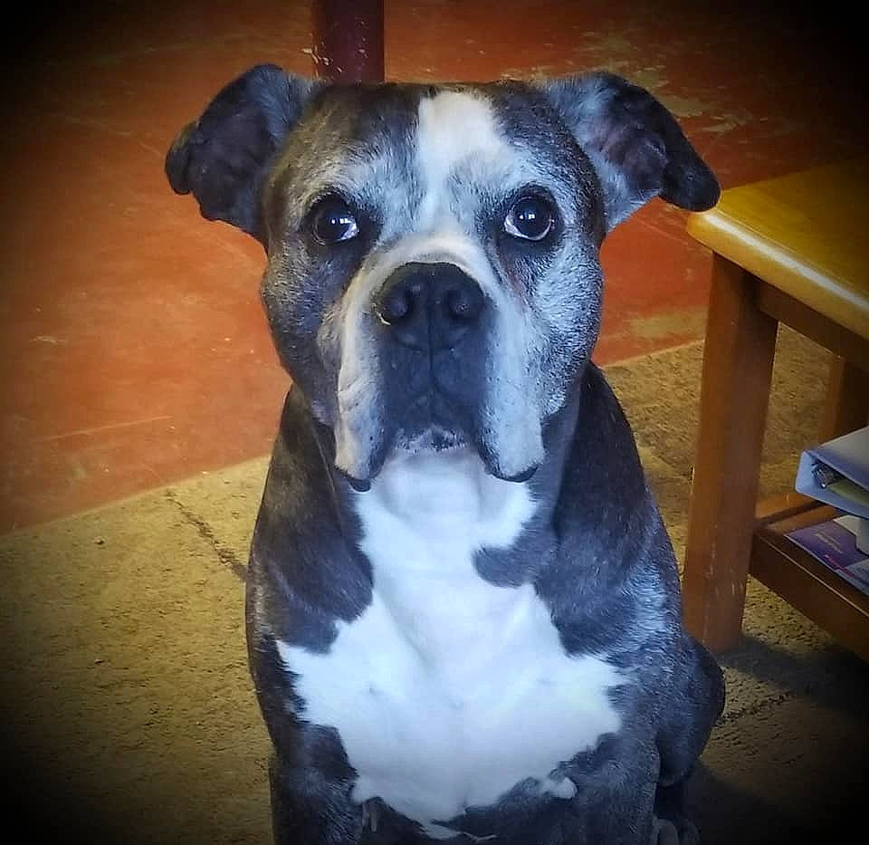 Bluey is registered to the contest to win money with this photo: american_bulldog, american_pit_bull_terrier, american_staffordshire_terrier, bandog, bulldog, canidae, carnivore, catahoula_bulldog, dog, dog_breed, mammal, non_sporting_group, nose, olde_english_bulldogge, pit_bull, rare_breed_dog, snout, valley_bulldog, vertebrate, whiskers