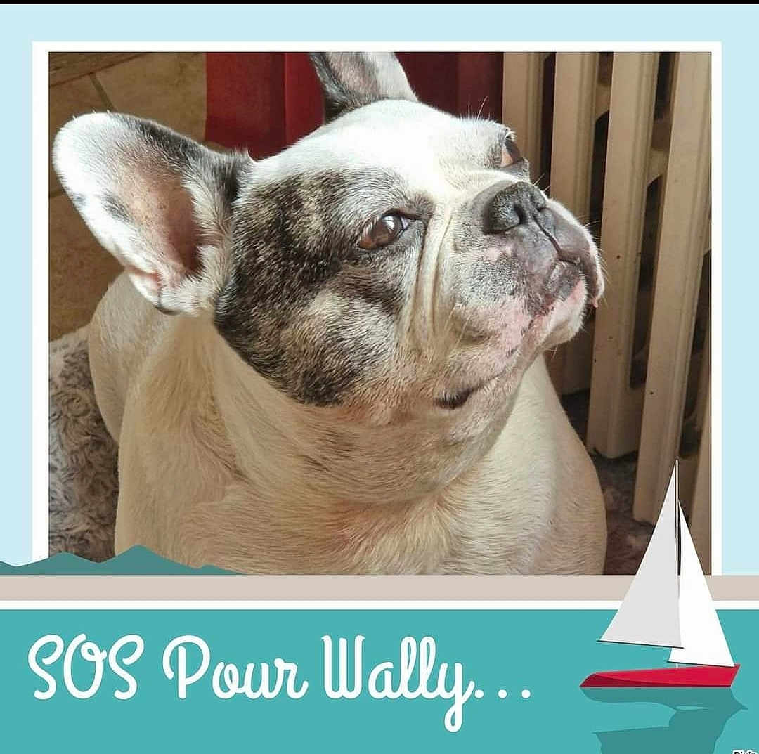 Wally Le Courageux