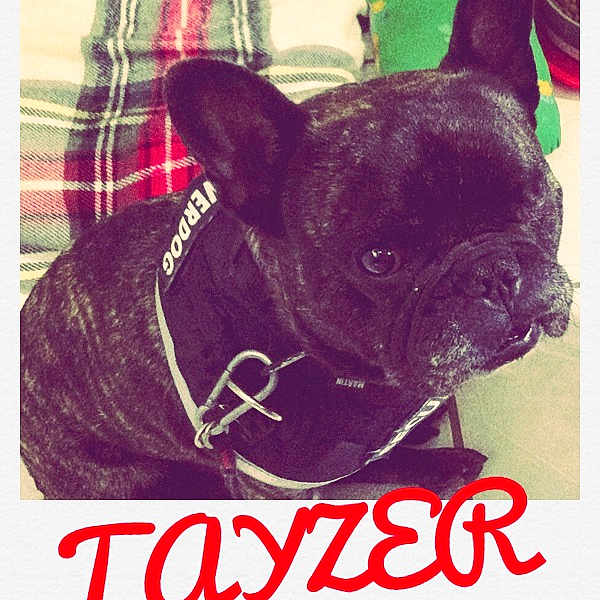 Tayzer