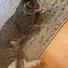 animal, cat, collar, cute, domestic_animal, feline, floor, fur, indoor, lying_down, mammal, paws, pet, relaxed, resting, rug, side_view, striped, tabby, whiskers