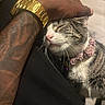 animal, arm, caress, cat, close_up, collar, comfort, content, feline, fur, gold_watch, hand, happy, indoor, knitted_collar, pet, relaxation, tattoo, watch, whiskers