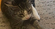 Blanket joined the competition — help win amazing prizes! animal, carpet, cat, cute, domestic, ears, feline, floor, fur, home, indoor, mammal, paws, pet, relaxed, resting, sleepy, tabby, tabby_cat, whiskers