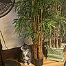 Blanket joined the competition — help win amazing prizes! animal, bamboo, cat, collar, curious, decorative_pot, domestic, floor_lamp, furniture, greenery, houseplant, indoor, leaf, pet, potted_plant, shadow, side_view, stem, tabby_cat, wooden_floor