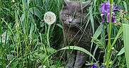 Chi a rejoint le concours — aidez-le/la à gagner de superbes lots ! cat, gray_cat, animal, pet, feline, portrait, garden, grass, tall_grass, wildflowers, iris, purple_flowers, dandelion, greenery, outdoors, nature, sitting, whiskers, yellow_eyes, camouflage