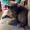 cat, gray_cat, sunglasses, pet, animal, couch, indoor, sitting, lying_down, fur, whiskers, ears, paws, close_up, portrait, funny, fashion, accessory, person, home