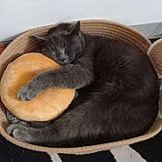 Chi participe au concours pour gagner de l'argent avec cette photo : cat, gray_cat, sleeping, curled_up, pet, animal, wicker_bed, pet_bed, plush_toy, donut_toy, hugging, cozy, indoors, home, rug, striped_rug, relaxed, furry, whiskers, nap