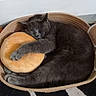 cat, gray_cat, sleeping, curled_up, pet, animal, wicker_bed, pet_bed, plush_toy, donut_toy, hugging, cozy, indoors, home, rug, striped_rug, relaxed, furry, whiskers, nap