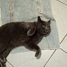 cat, gray_cat, fluffy, furry, pet, animal, golden_eyes, lying_down, relaxed, playful, raised_paw, whiskers, ears, indoor, floor, tiles, mat, portrait, domestic_animal, photography