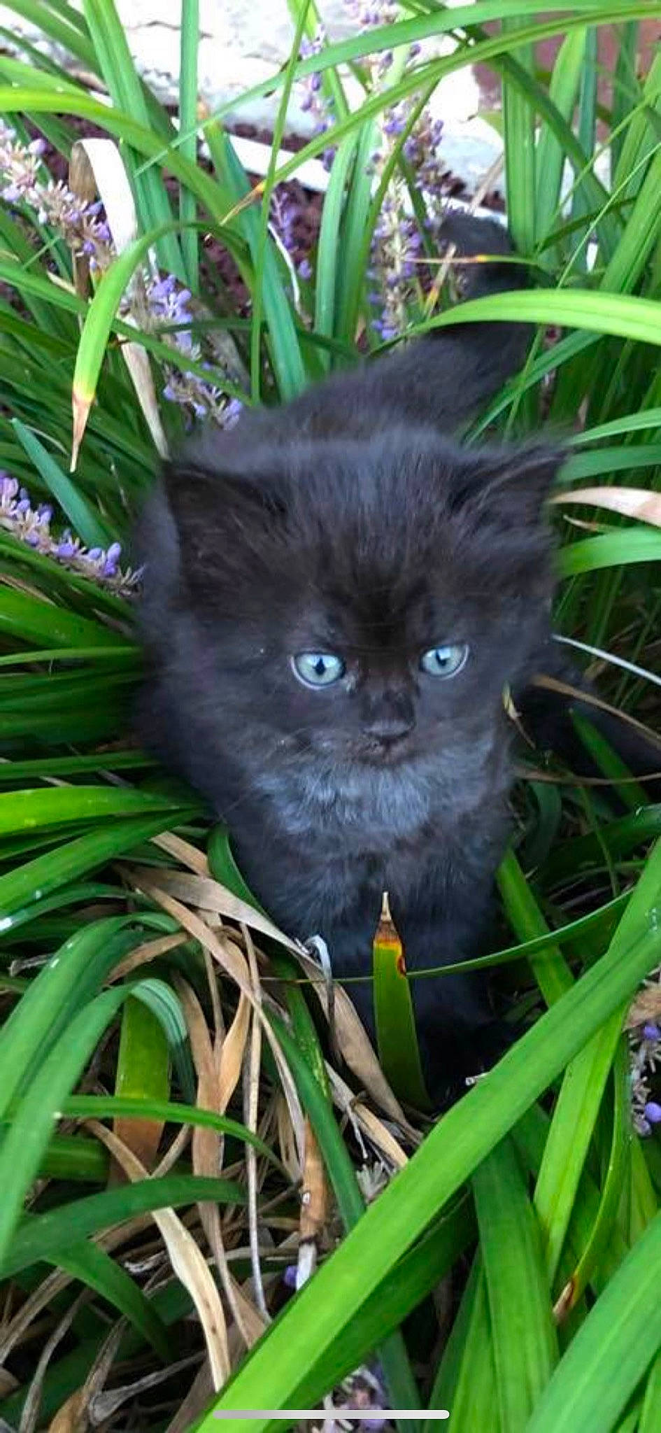 Kittybaby joined the competition — help win amazing prizes! asian_semi_longhair, black_cat, british_longhair, british_semi_longhair, carnivore, cat, domestic_long_haired_cat, eye, felidae, grass, kitten, organism, persian, plant, small_to_medium_sized_cats, whiskers