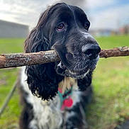 Elsie is registered to the contest to win money with this photo: dog, black_and_white, stick, grass, outdoor, pet, canine, animal, nature, fur, close_up, portrait, playing, collar, leash, cute, happy, field, daytime, sky