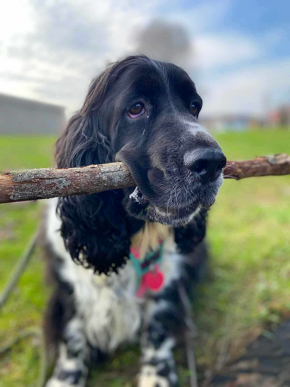 Elsie