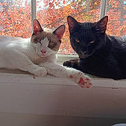 Foxy And Binx is registered to the contest to win money with this photo: cat, cats, window, windowsill, autumn, fall_leaves, orange_leaves, red_leaves, sunlight, indoor, pets, feline, relaxed, sleeping, curious, black_cat, white_cat, pink_paw, animal, cozy