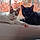 Foxy And Binx