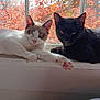 cat, cats, window, windowsill, autumn, fall_leaves, orange_leaves, red_leaves, sunlight, indoor, pets, feline, relaxed, sleeping, curious, black_cat, white_cat, pink_paw, animal, cozy