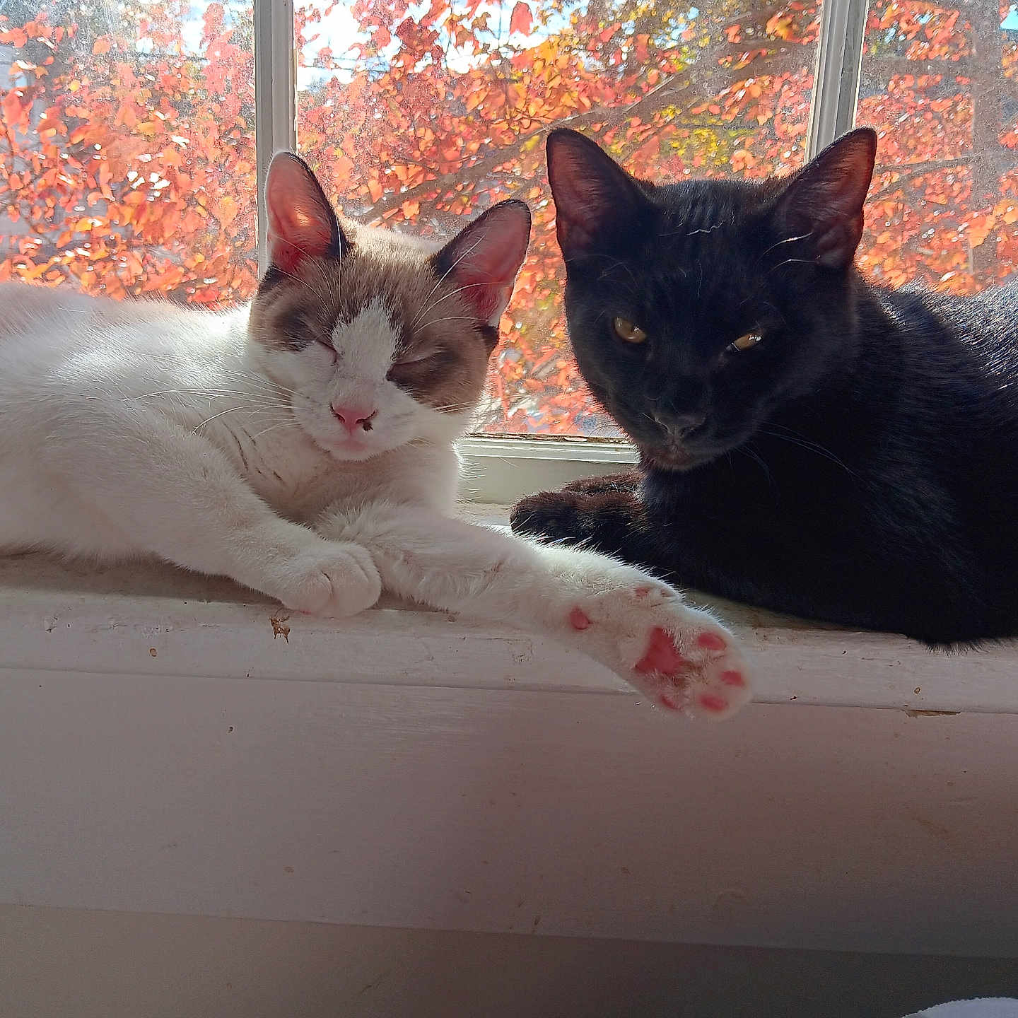 Foxy And Binx is registered to the contest to win money with this photo: animal, autumn, black_cat, cat, cats, cozy, curious, fall_leaves, feline, indoor, orange_leaves, pets, pink_paw, red_leaves, relaxed, sleeping, sunlight, white_cat, window, windowsill