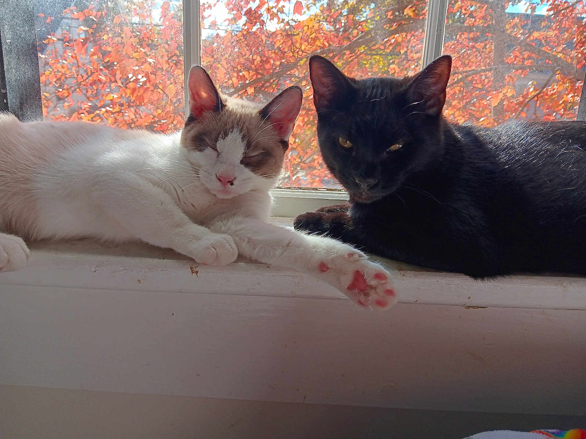 Foxy And Binx is registered to the contest to win money with this photo: cat, cats, window, windowsill, autumn, fall_leaves, orange_leaves, red_leaves, sunlight, indoor, pets, feline, relaxed, sleeping, curious, black_cat, white_cat, pink_paw, animal, cozy