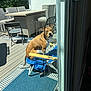 Walter joined the competition — help win amazing prizes! dog, outdoor, deck, chair, furniture, sunlight, shadow, brown_dog, white_dog, pet, wood_floor, blue_rug, folding_chair, curious, looking, summer, daylight, backyard, relaxing, window