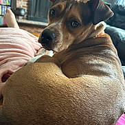 Walter is registered to the contest to win money with this photo: dog, pet, indoor, brown_fur, looking_back, cozy, couch, fireplace, bookshelf, relaxing, close_up, animal, companion, home, curled_up, lap, person, casual, domestic, comfort