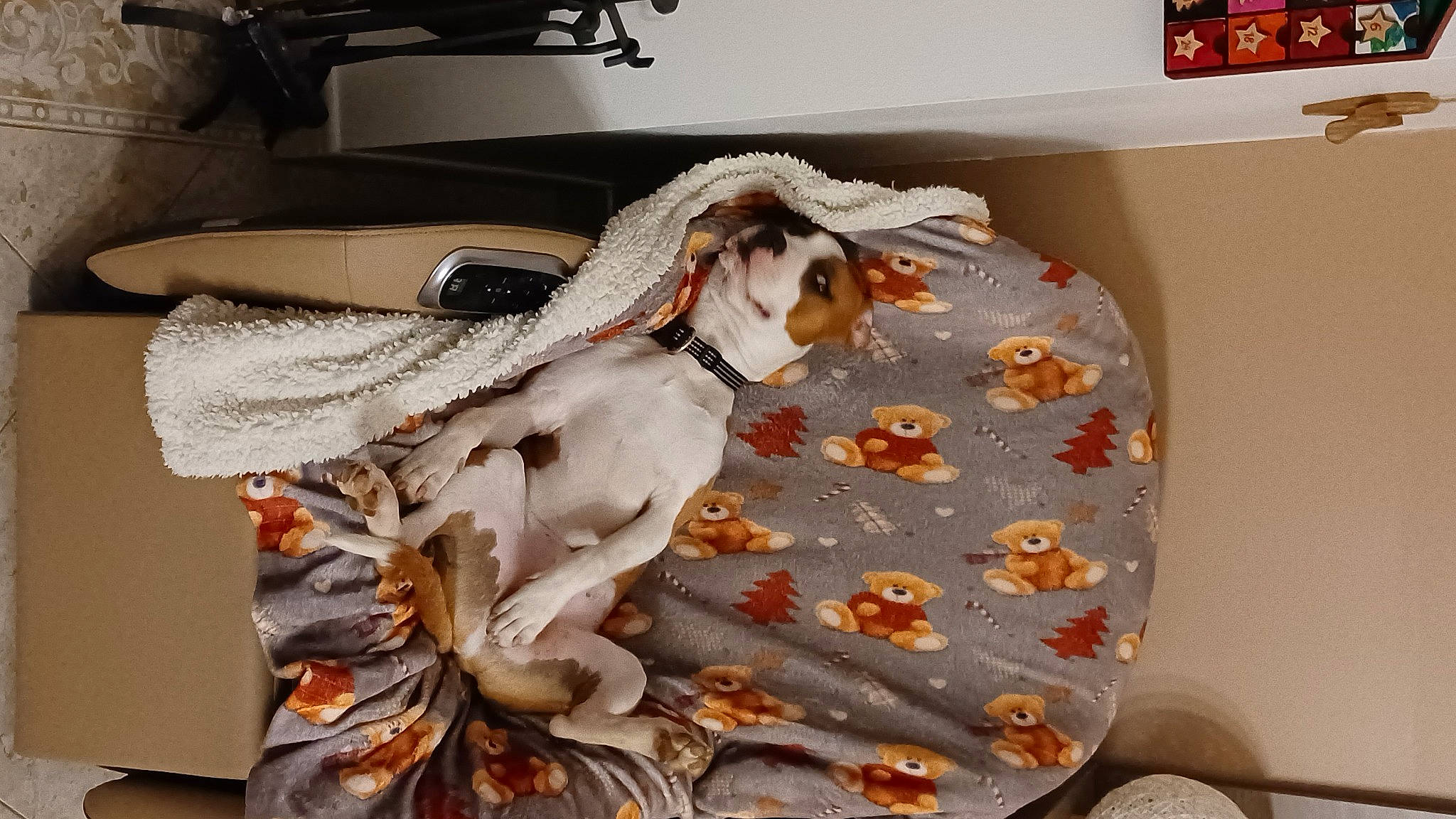 Stitch a rejoint le concours — aidez-le/la à gagner de superbes lots ! art, canidae, carnivore, comfort, companion_dog, couch, dog, dog_breed, dog_supply, fawn, flooring, fur, interior_design, linens, pattern, picture_frame, room, sporting_group, wood, working_animal