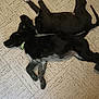 dog, floor, tile, indoor, resting, laying_down, collar, black_fur, white_paws, gray_fur, patterned_floor, two_dogs, pet, animal, domestic_animal, quiet, relaxed, sleeping, companions, household