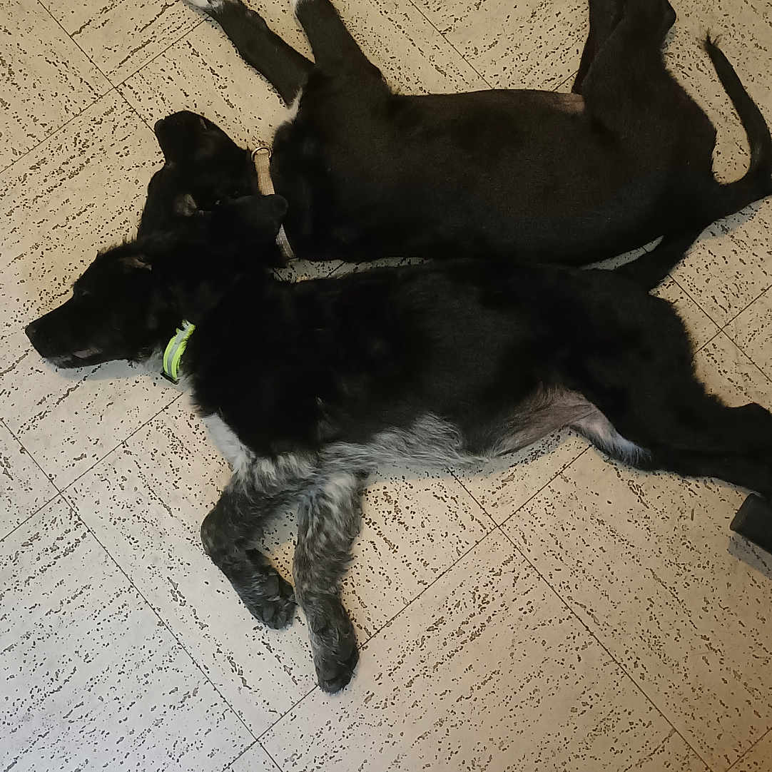 Plume Et Dixy participe au concours pour gagner de l'argent avec cette photo : animal, black_fur, collar, companions, dog, domestic_animal, floor, gray_fur, household, indoor, laying_down, patterned_floor, pet, quiet, relaxed, resting, sleeping, tile, two_dogs, white_paws