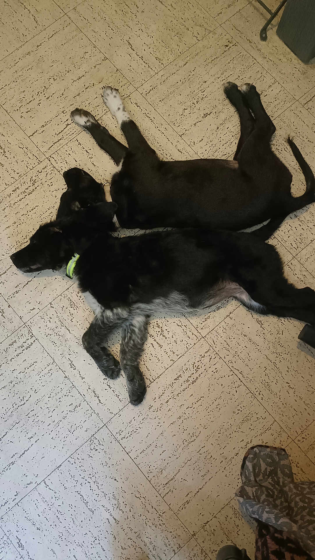 Plume Et Dixy participe au concours pour gagner de l'argent avec cette photo : dog, floor, tile, indoor, resting, laying_down, collar, black_fur, white_paws, gray_fur, patterned_floor, two_dogs, pet, animal, domestic_animal, quiet, relaxed, sleeping, companions, household