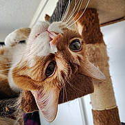 Tiggy joined the competition — help win amazing prizes! animal, cat, cat_tree, close_up, curious, cute, ears, eyes, feline, fur, house_pet, indoor, nose, orange_cat, pet, playful, portrait, resting, upside_down, whiskers