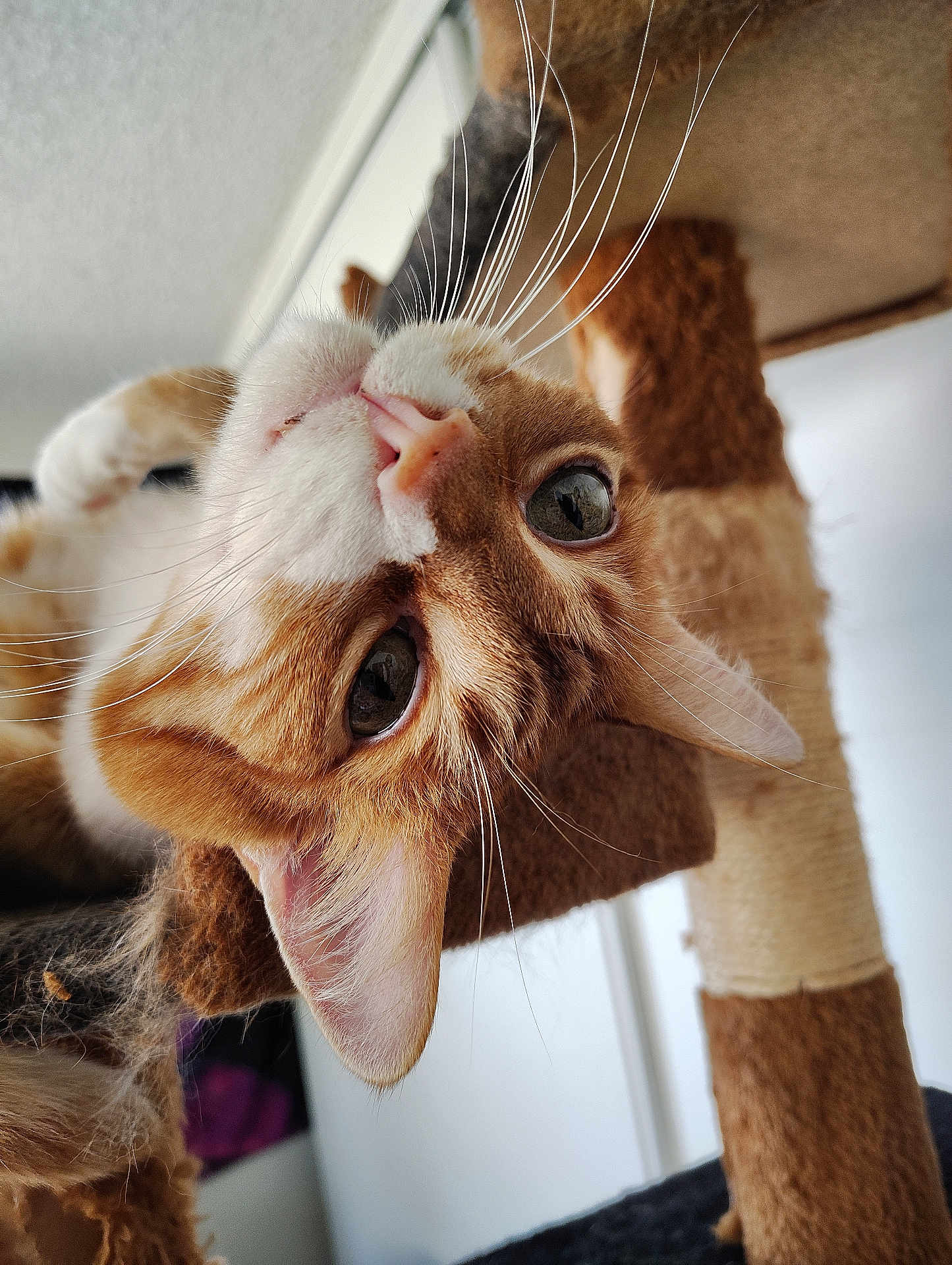 Tiggy