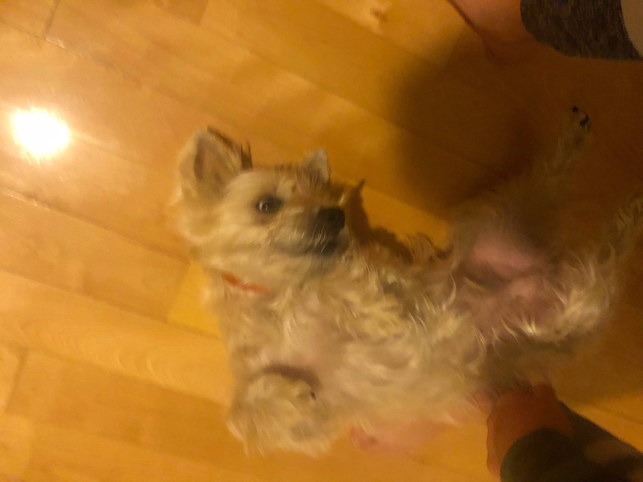 Ozzy is registered to the contest to win money with this photo: cairn_terrier, canidae, carnivore, cat, dog, dog_breed, fawn, felidae, fur, kitten, puppy, small_to_medium_sized_cats, snout, terrier, west_highland_white_terrier, whiskers