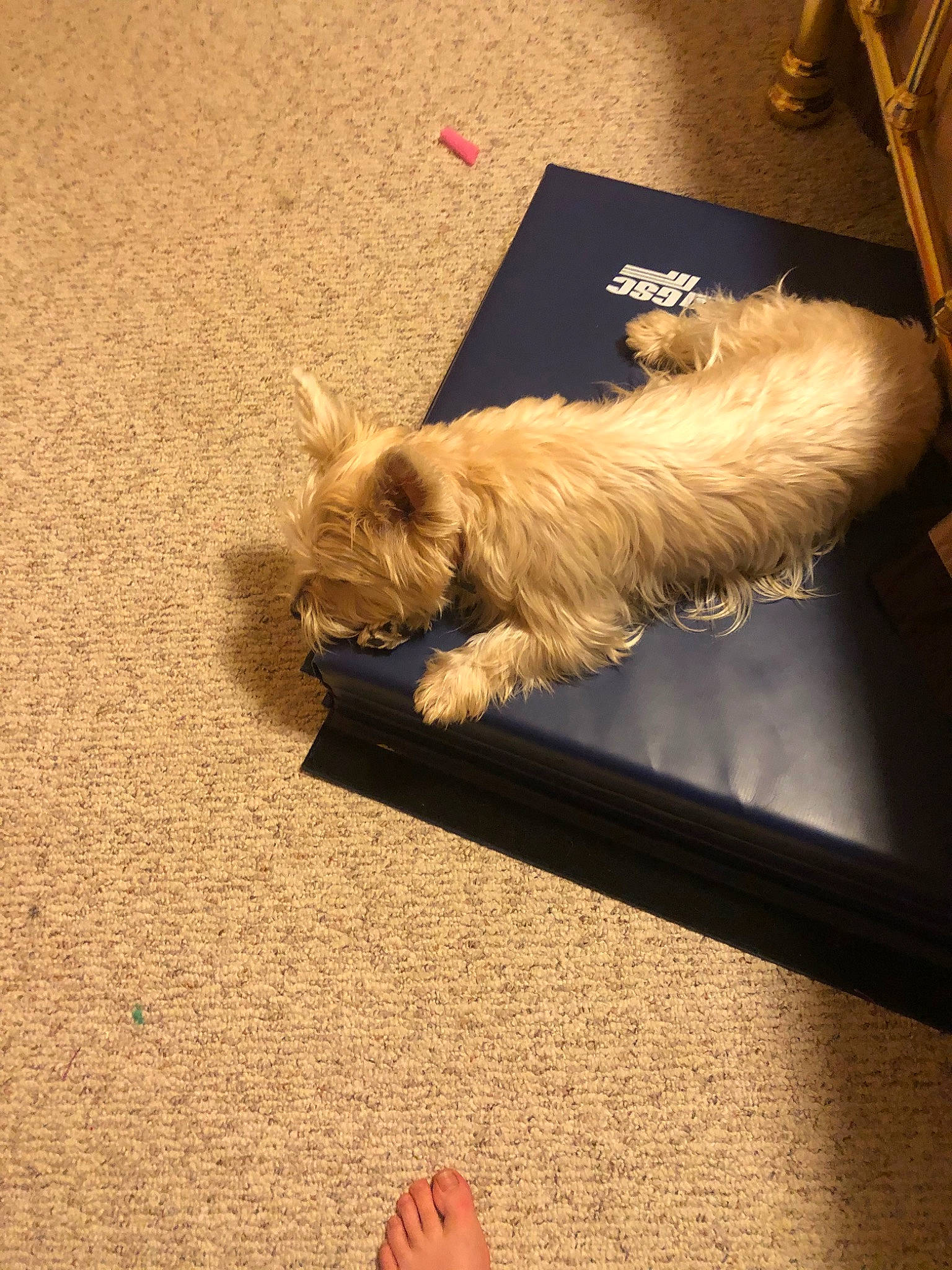 Ozzy joined the competition — help win amazing prizes! cairn_terrier, canidae, carnivore, cavachon, cockapoo, companion_dog, dog, dog_breed, fur, glen_of_imaal_terrier, irish_soft_coated_wheaten_terrier, lhasa_apso, morkie, petit_basset_griffon_vendeen, puppy, schnoodle, shih_tzu, sporting_group, tail, west_highland_white_terrier