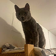 Saphir a rejoint le concours — aidez-le/la à gagner de superbes lots ! cat, gray_cat, pet, indoor, wooden_shelf, blanket, furniture, animal, looking_down, curious, domestic_cat, whiskers, ears, fur, eyes, sitting, cozy, room, wall, shadow