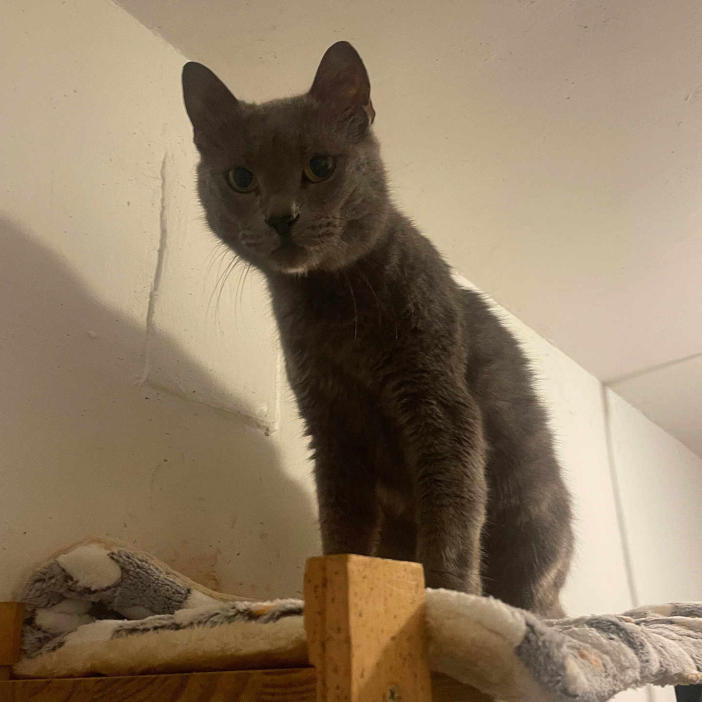 Saphir a rejoint le concours — aidez-le/la à gagner de superbes lots ! cat, gray_cat, pet, indoor, wooden_shelf, blanket, furniture, animal, looking_down, curious, domestic_cat, whiskers, ears, fur, eyes, sitting, cozy, room, wall, shadow