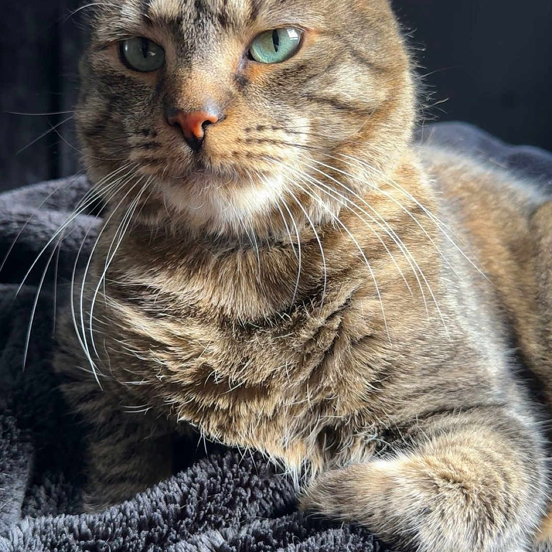 Oliver joined the competition — help win amazing prizes! animal, blanket, cat, close_up, cozy, cute, domestic_animal, feline, fur, gray, green_eyes, indoor, mammal, pet, portrait, relaxed, resting, soft_light, tabby, whiskers