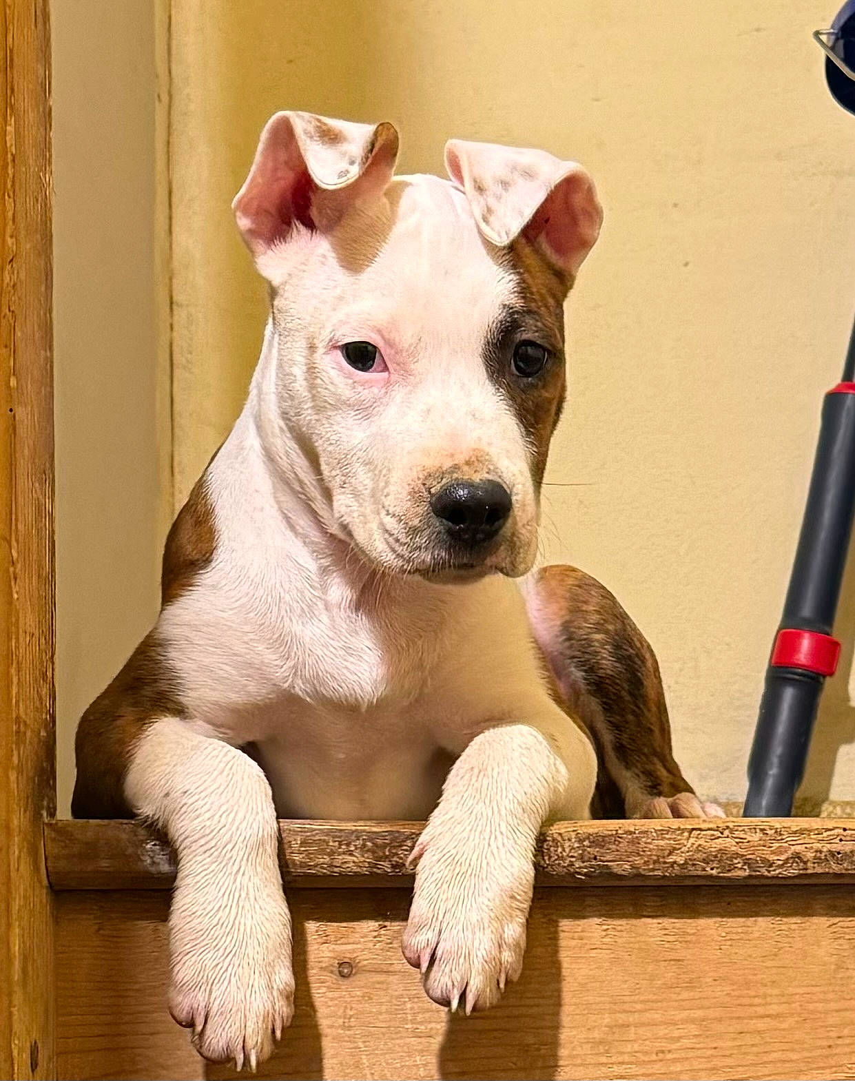 Lexie participe au concours pour gagner de l'argent avec cette photo : ancient_dog_breeds, canidae, carnivore, companion_dog, dog, dog_breed, dog_supply, fawn, non_sporting_group, paw, snout, sporting_group, terrestrial_animal, wood, working_animal