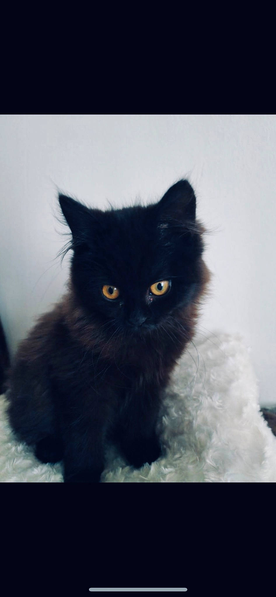 Umea a rejoint le concours — aidez-le/la à gagner de superbes lots ! black_cat, carnivore, cat, claw, electric_blue, eye, felidae, fur, monochrome_photography, small_to_medium_sized_cats, snout, tail, terrestrial_animal, whiskers, window