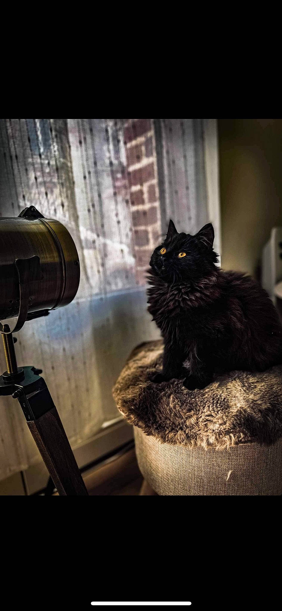 Umea participe au concours pour gagner de l'argent avec cette photo : automotive_lighting, black_cat, camera_accessory, carnivore, cat, cat_supply, darkness, domestic_short_haired_cat, felidae, flowerpot, fur, houseplant, plant, small_to_medium_sized_cats, tail, tints_and_shades, tree, tripod, whiskers, window