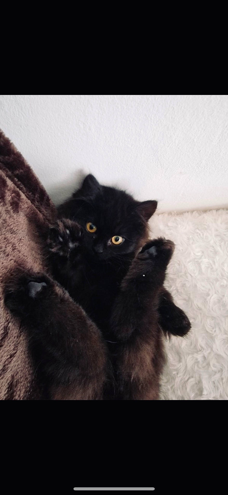 Umea a rejoint le concours — aidez-le/la à gagner de superbes lots ! black_cat, bombay, carnivore, cat, claw, comfort, domestic_short_haired_cat, eye, felidae, fur, iris, mammal, paw, sitting, small_to_medium_sized_cats, snout, tail, terrestrial_animal, whiskers, window