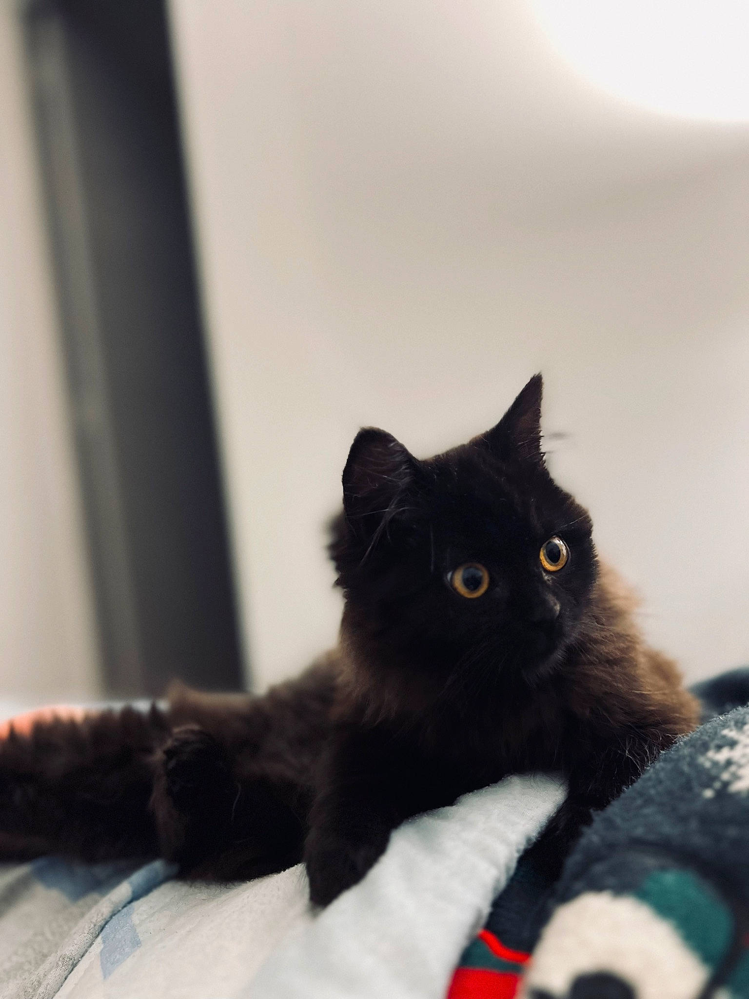 Umea participe au concours pour gagner de l'argent avec cette photo : black_cat, bombay, carnivore, cat, claw, comfort, domestic_short_haired_cat, felidae, fur, grey, sitting, small_to_medium_sized_cats, snout, tail, terrestrial_animal, tints_and_shades, whiskers