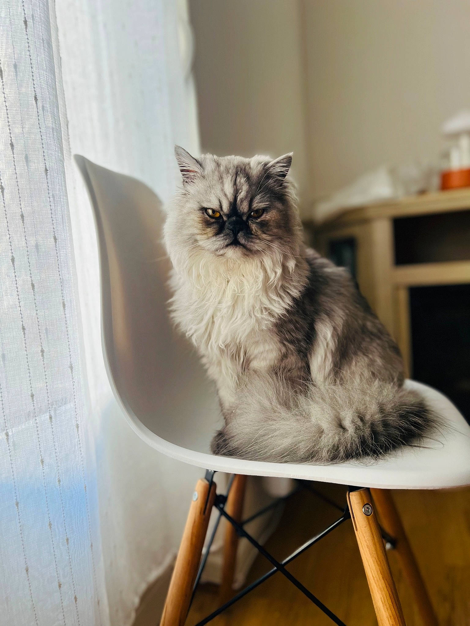 Ulys participe au concours pour gagner de l'argent avec cette photo : carnivore, cat, chair, comfort, domestic_short_haired_cat, felidae, flooring, fur, furniture, grey, hardwood, plant, sitting, small_to_medium_sized_cats, stool, table, tail, whiskers, window, wood