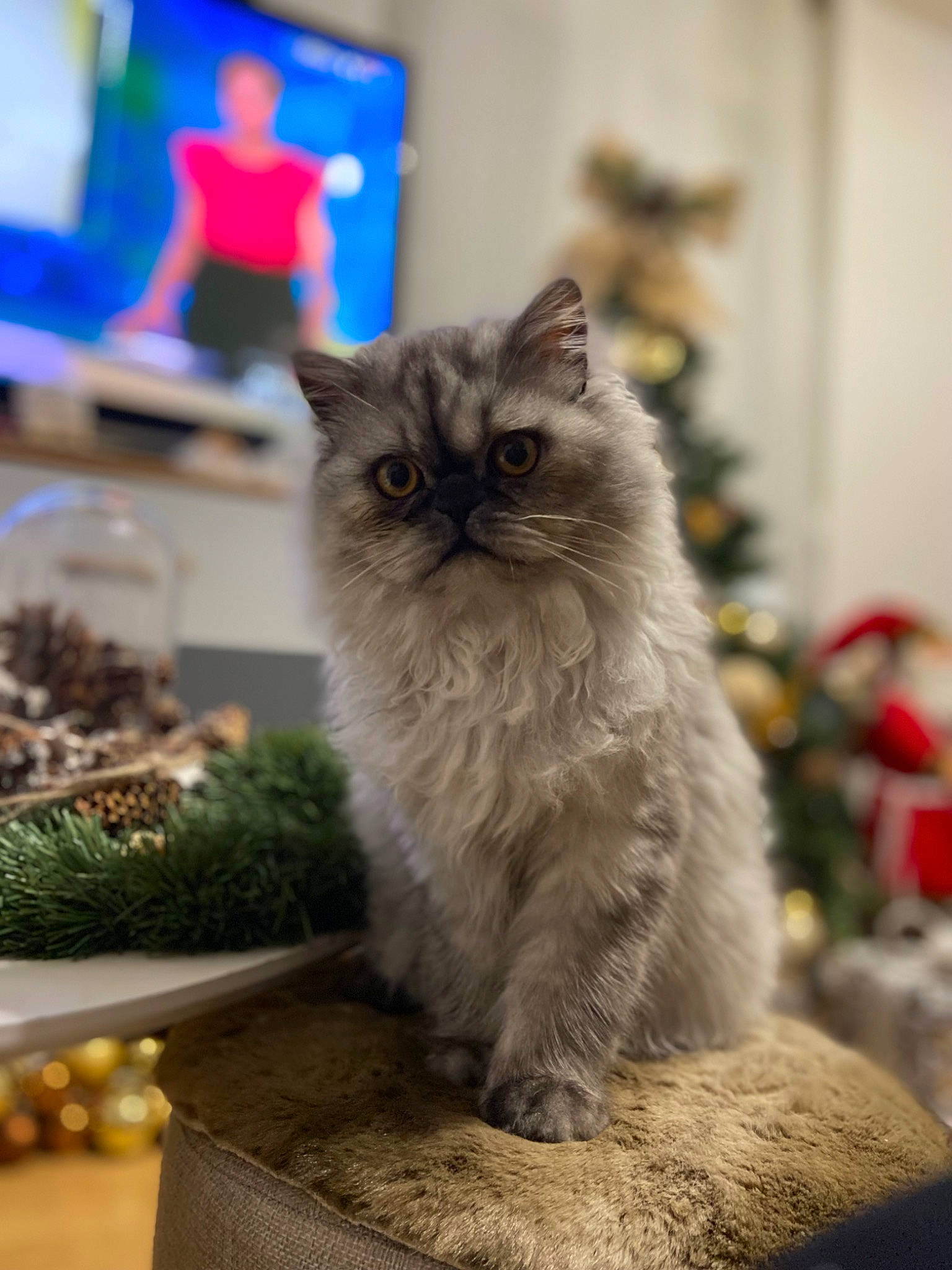 Ulys participe au concours pour gagner de l'argent avec cette photo : british_longhair, carnivore, cat, event, felidae, flooring, fur, grass, plant, small_to_medium_sized_cats, snout, whiskers, wood