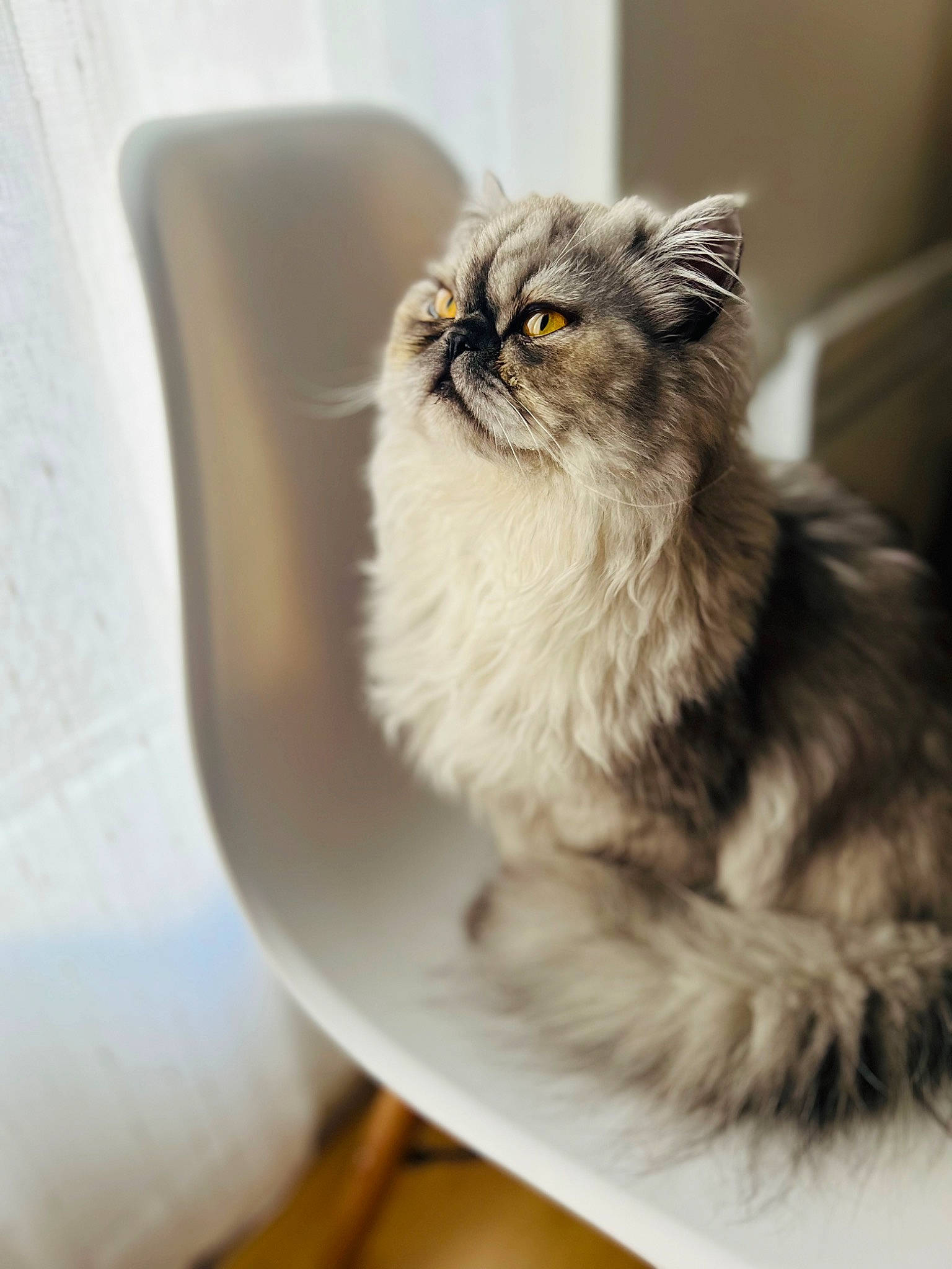Ulys participe au concours pour gagner de l'argent avec cette photo : british_longhair, carnivore, cat, chair, comfort, fang, felidae, fur, persian, plant, sitting, small_to_medium_sized_cats, snout, tail, terrestrial_animal, whiskers, wildlife, window, wood