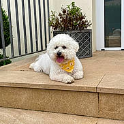 Picsou participe au concours pour gagner de l'argent avec cette photo : animal, bandana, canine, companion, daylight, dog, fluffy, happy, outdoor, pet, porch, potted_plant, railing, resting, smiling, steps, stone, tongue_out, white_dog, yellow_bandana