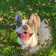 Rudy participe au concours pour gagner de l'argent avec cette photo : animal, bird, boxer, bulldog, canine, dog, field, frenchbulldog, grass, grassland, lawn, leaf, nature, outdoors, pet, pitbull, plant, puppy, vegetation, yard