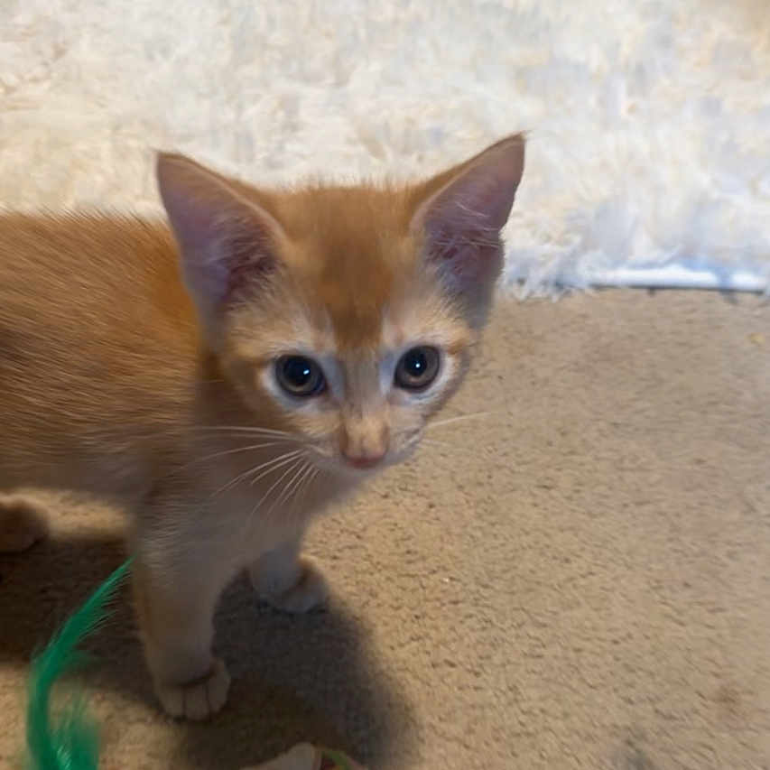 Winnie is registered to the contest to win money with this photo: animal, carpet, cat, close_up, curious, cute, domestic_cat, eyes, feathers, feline, fur, indoor, kitten, orange_cat, pet, playful, small_animal, toy, whiskers, young