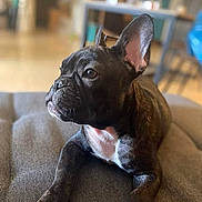 Lilo a rejoint le concours — aidez-le/la à gagner de superbes lots ! animal, bulldog, canine, dog, frenchbulldog, pet, pitbull, puppy, snout