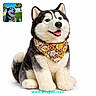 husky, plush_toy, dog, bandana, animal_print, white_background, stuffed_animal, smiling_dog, outdoor, tree, grass, blue_sky, pet_accessory, toy, cute, pet, collar, product_photo, watermark, inset_photo