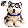 dog, husky, plush_toy, stuffed_animal, blue_collar, white_background, cute, fluffy, pet, animal, small_photo_inset, real_dog, portrait, soft_texture, toy, isolated, front_view, looking, pet_accessory, website_text