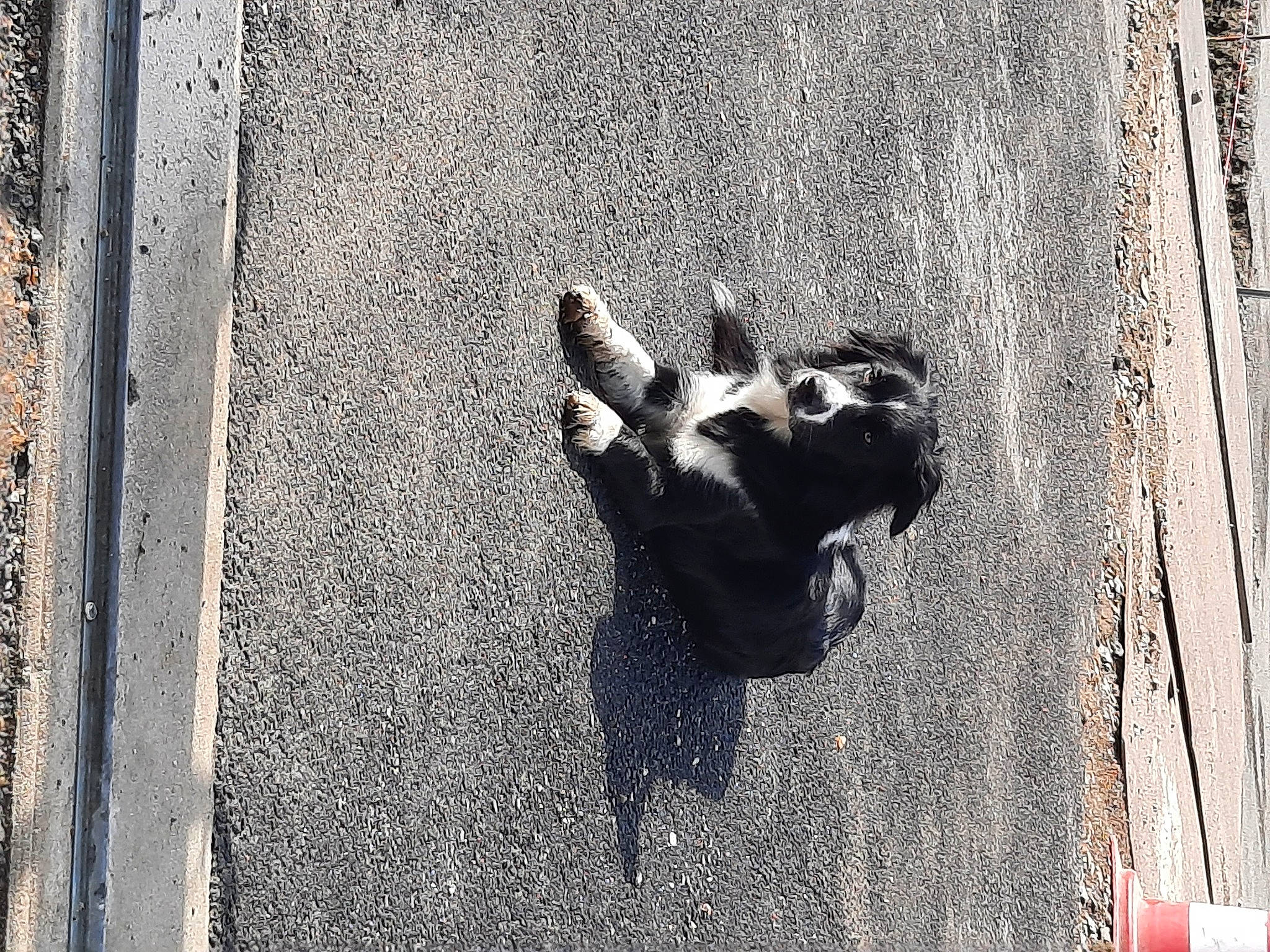 Raïley a rejoint le concours — aidez-le/la à gagner de superbes lots ! art, asphalt, black_and_white, carnivore, concrete, dog_breed, dress, grey, mammal, monochrome, monochrome_photography, road, road_surface, sculpture, sidewalk, style, tints_and_shades, wall, water, wood